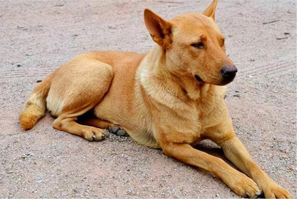 狗冲人叫迷信的说法