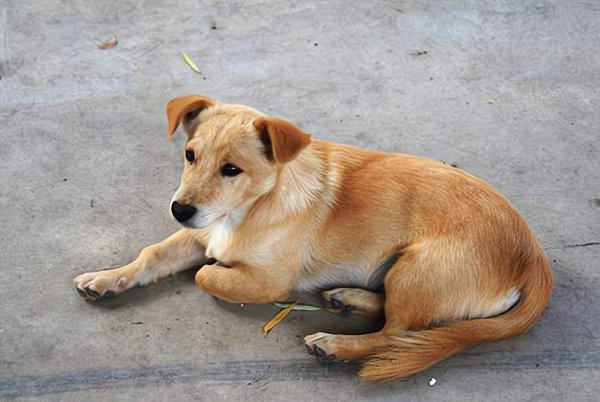 狗冲人叫迷信的说法