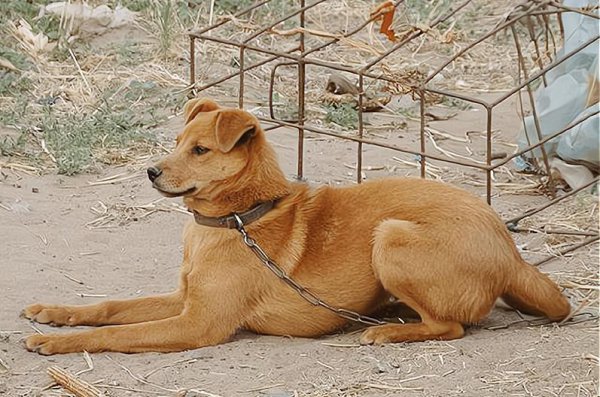 狗冲人叫迷信的说法