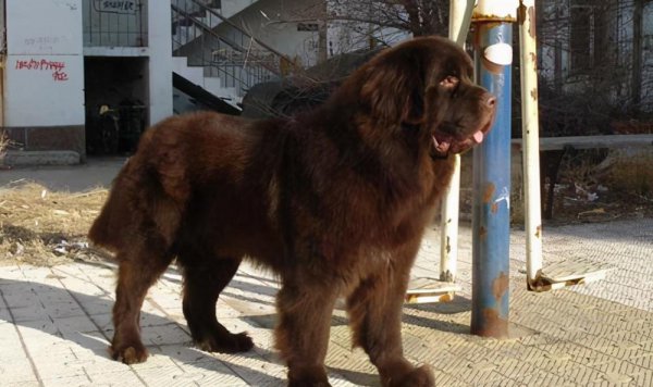 养什么狗好适合家养