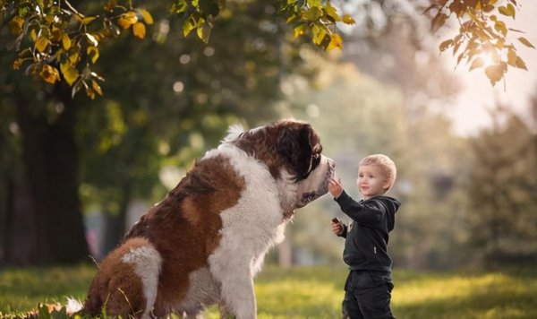 养什么狗好适合家养