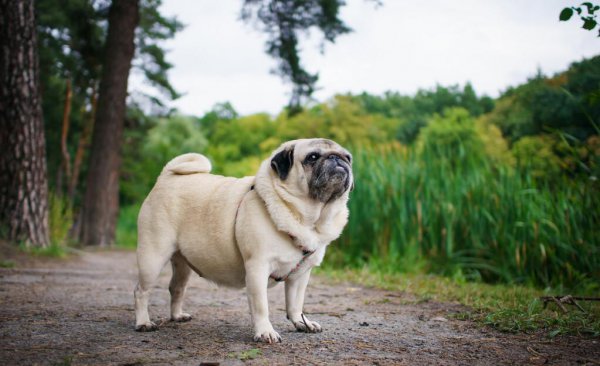 养什么狗好适合家养