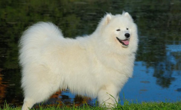 养什么狗好适合家养