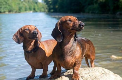 腊肠犬为什么禁养 为什么养腊肠犬的人会越来越少