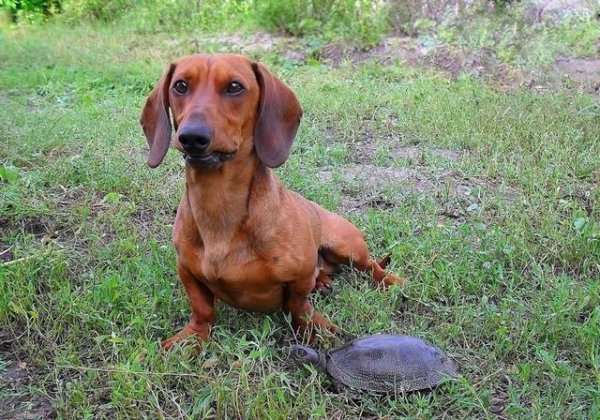 腊肠犬为什么禁养