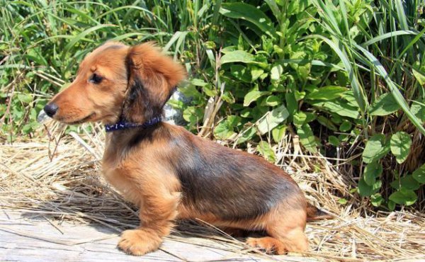 腊肠犬为什么禁养