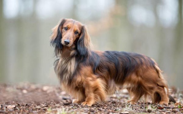 腊肠犬为什么禁养