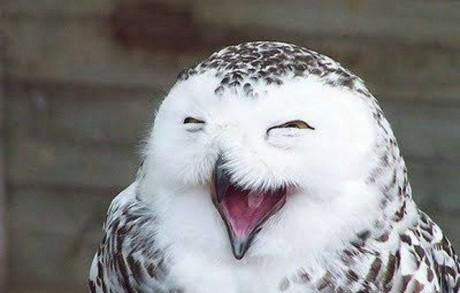 猫头鹰叫和笑怎么分辨