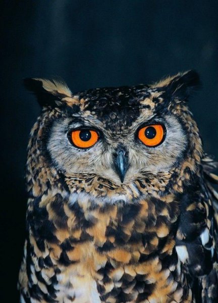 猫头鹰叫和笑怎么分辨