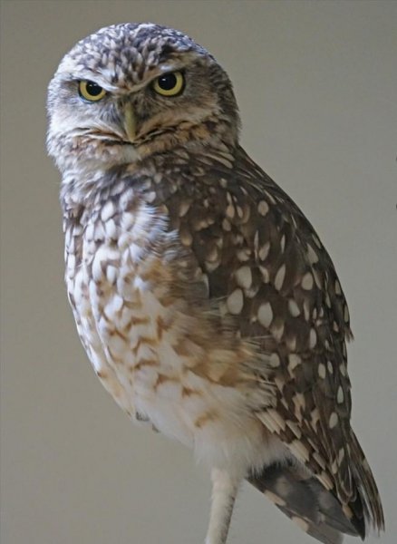 猫头鹰叫和笑怎么分辨