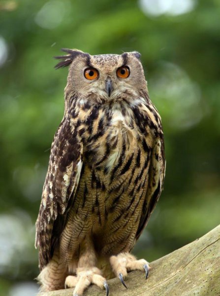 猫头鹰叫和笑怎么分辨