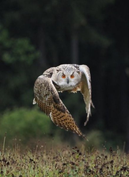 猫头鹰叫和笑怎么分辨