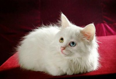 猫从几个月养最亲 小猫从什么时候开始养长大最粘人