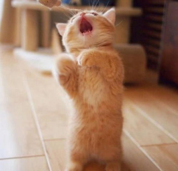 猫从几个月养最亲