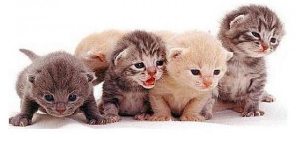 猫从几个月养最亲