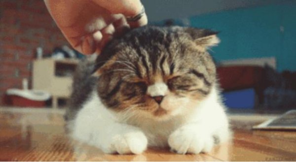 猫从几个月养最亲