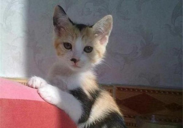 猫从几个月养最亲