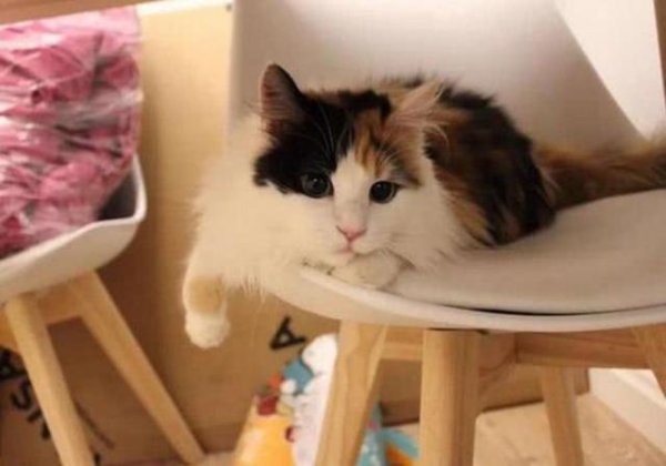 猫从几个月养最亲