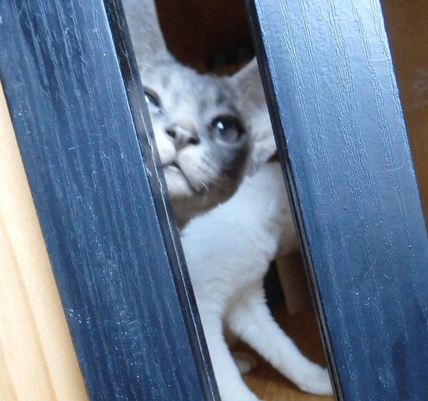 公猫什么时候做绝育比较好