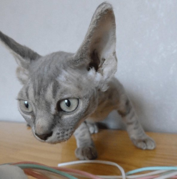 公猫什么时候做绝育比较好