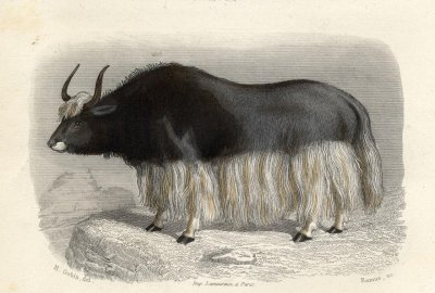 对牛弹琴的主人公是谁 寓言故事中是谁曾经对牛弹琴