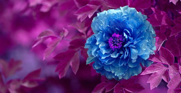 对牛弹琴的主人公是谁