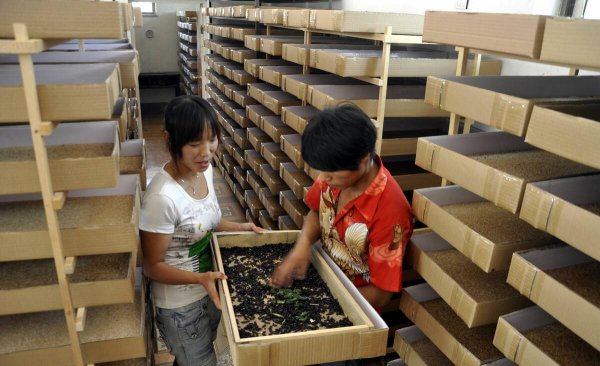 黄粉虫养殖技术与利润