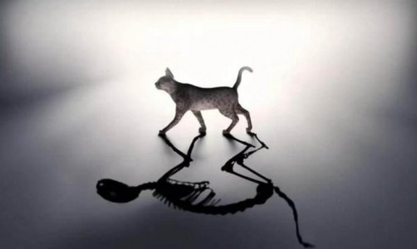 薛定谔的猫为什么恐怖