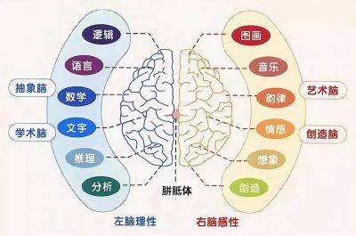 左右脑分别控制什么功能 左右脑分别怎样锻炼和开发