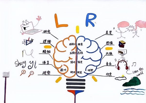 左右脑分别控制什么功能