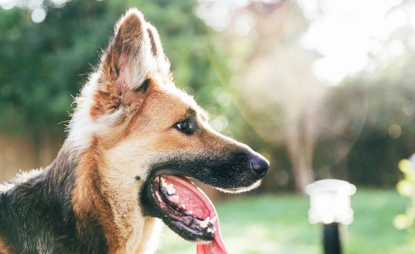 德牧的寿命能活多少年