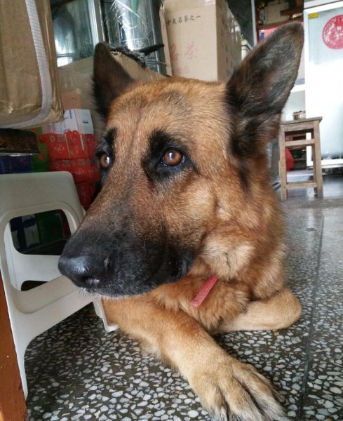 德牧的寿命能活多少年