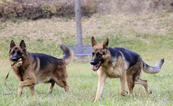 德牧的寿命能活多少年