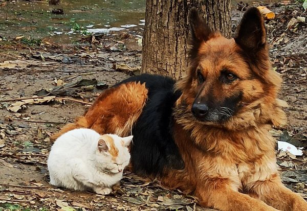 德牧的寿命能活多少年