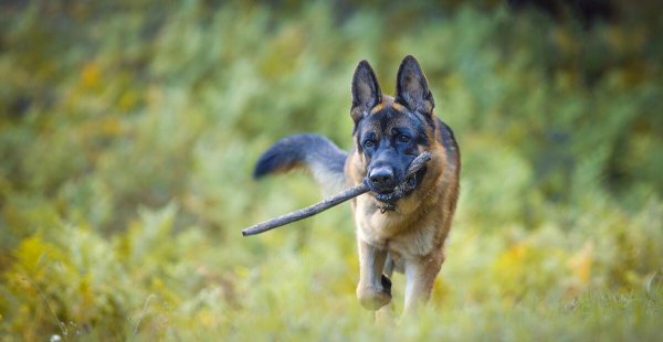 德牧的寿命能活多少年