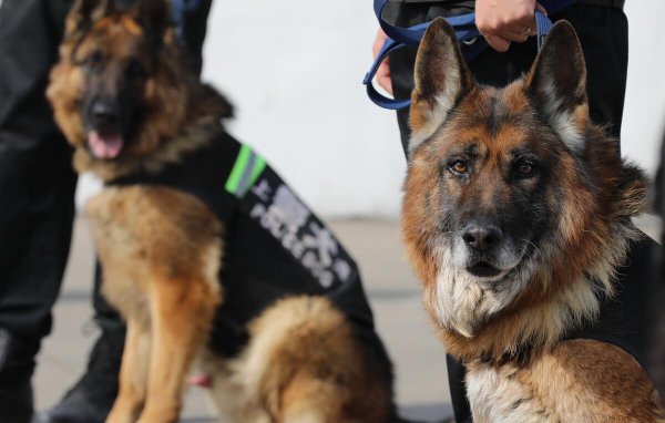 德牧的寿命能活多少年