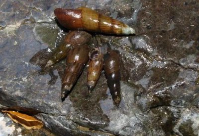 钉螺是淡水还是海水 钉螺生长在海水还是淡水里边