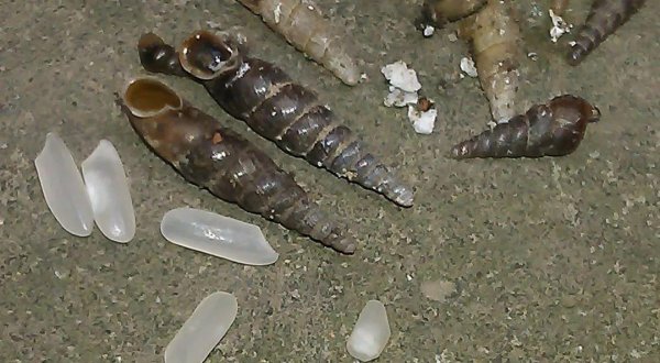 钉螺是淡水还是海水