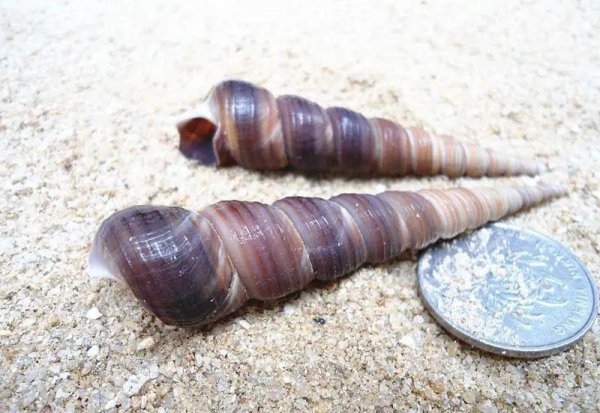 钉螺是淡水还是海水