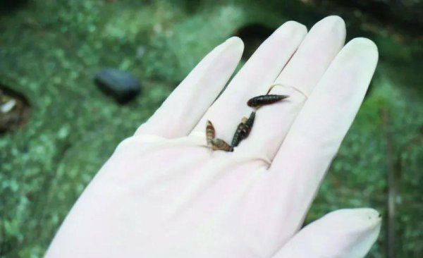 钉螺是淡水还是海水