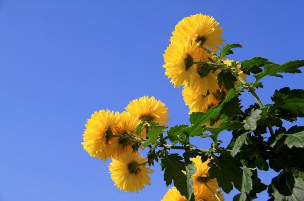 重阳节有什么习俗