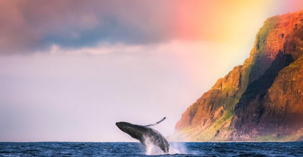 能陪伴狮子座一生的三大星座