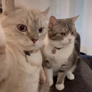 猫喜欢你的10种表现 猫的哪些行为是表达喜欢你