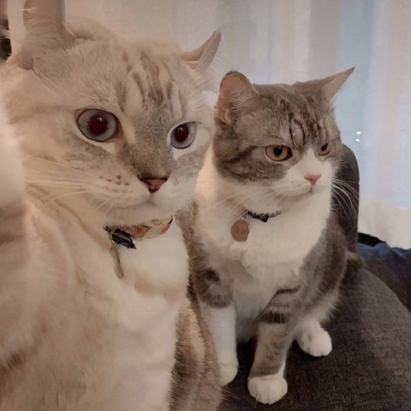 猫喜欢你的10种表现