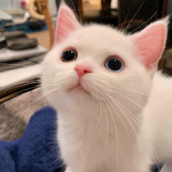 猫喜欢你的10种表现