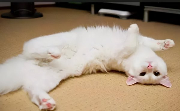 猫喜欢你的10种表现