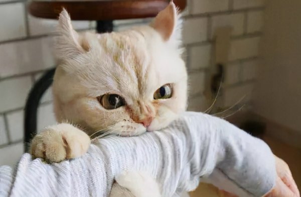 猫喜欢你的10种表现