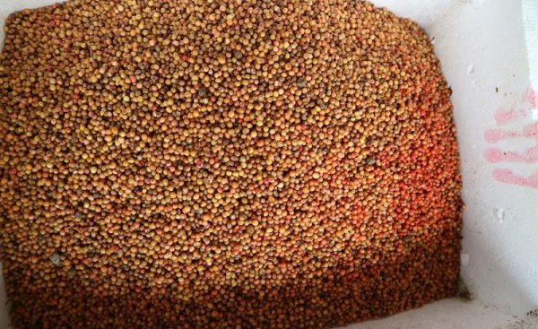 黄精种植投资多少一亩