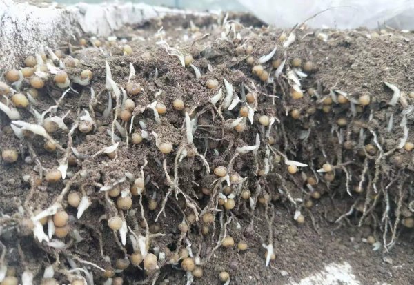 黄精种植投资多少一亩