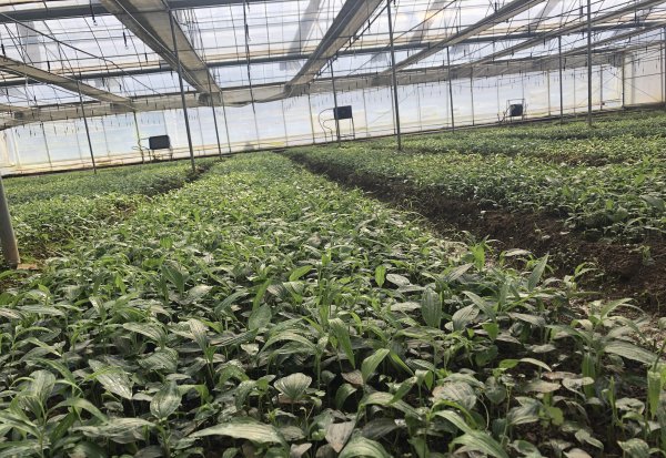 黄精种植投资多少一亩